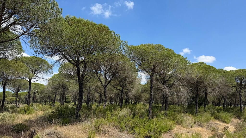 parque-el-acebuche-in-provincie-huelva-bomen
