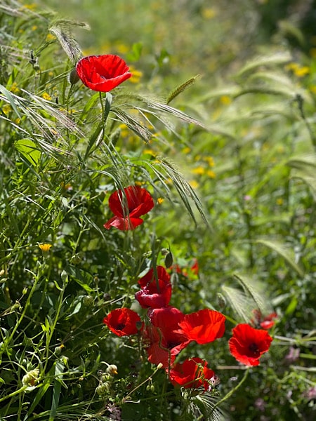 prachtige-bloemen-bij-el-estrecho-de-urracal