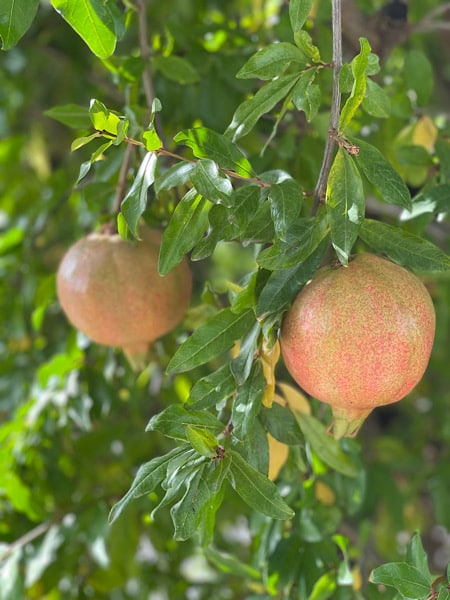 granaatappels-in-de-bomen-bij-la-casa-antonio