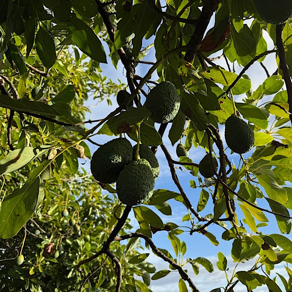 avocadoboom-villa-rosa-alora-malaga