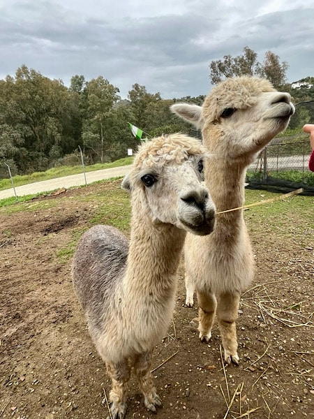 de-alpacas-bij-alpacas-experience-in-andalucia