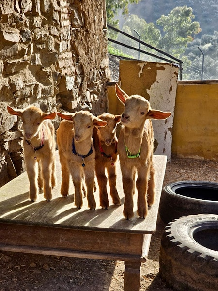 de-geitjes-bij-casita-alpaca-experience-in-andalucia