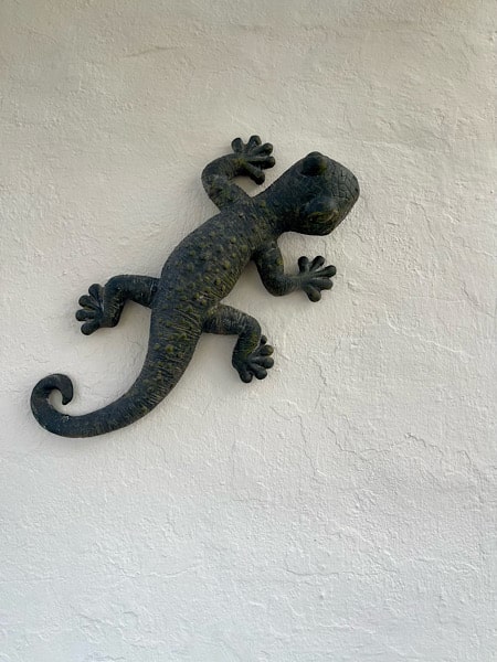 gecko-op-de-muur-bij-casa-loko
