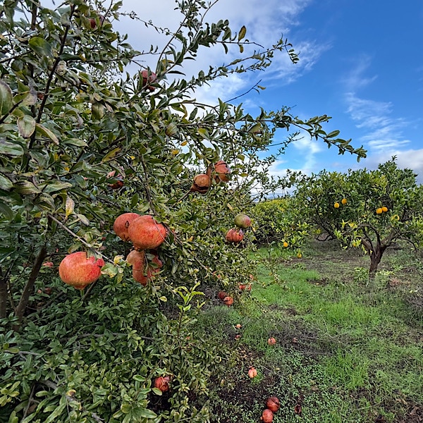 granaatappel-en-sinaasappelbomen-villa-rosa-alora-malaga