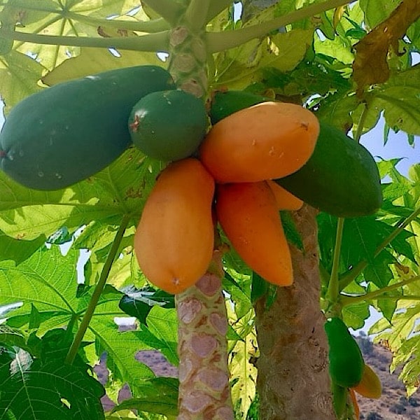 heerlijke-groentes-aan-de-boom