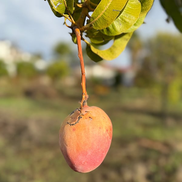 mango-villa-rosa-alora-malaga