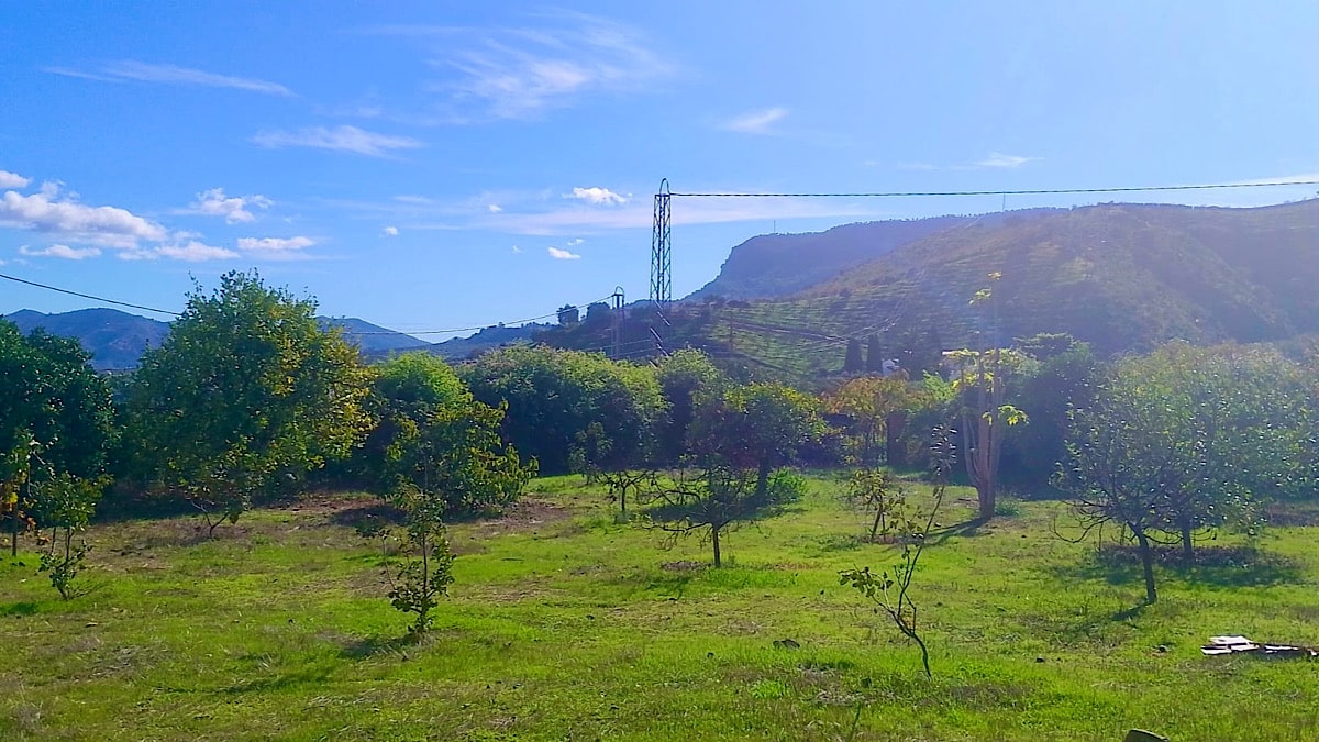 mooi-groen-op-het-land-van-casita-naranja