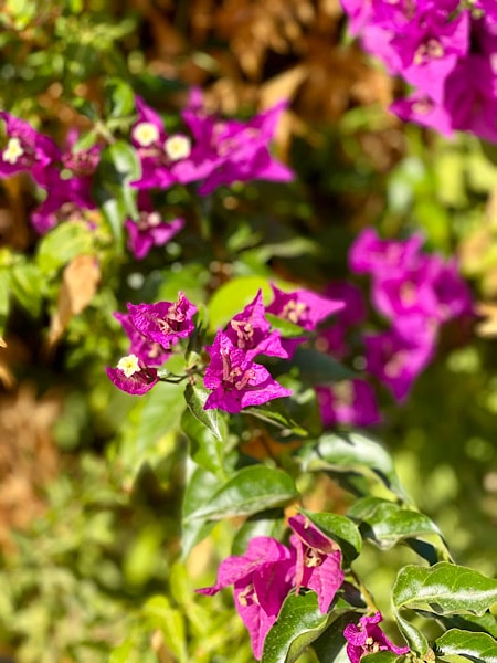 prachtige-bloemen-op-het-terrein-van-finca-amorosa
