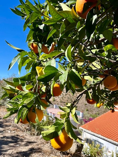 sinaasappelboom-bij-finca-floretta