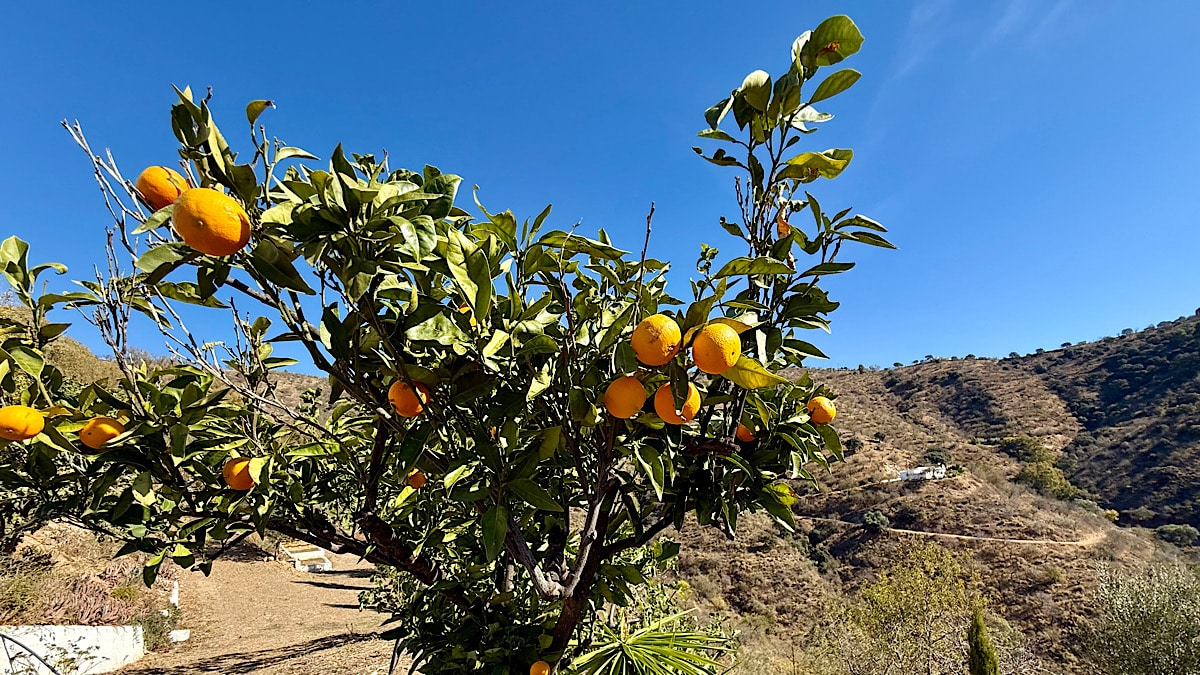 sinassappelboom-cortijo-juan-salvador