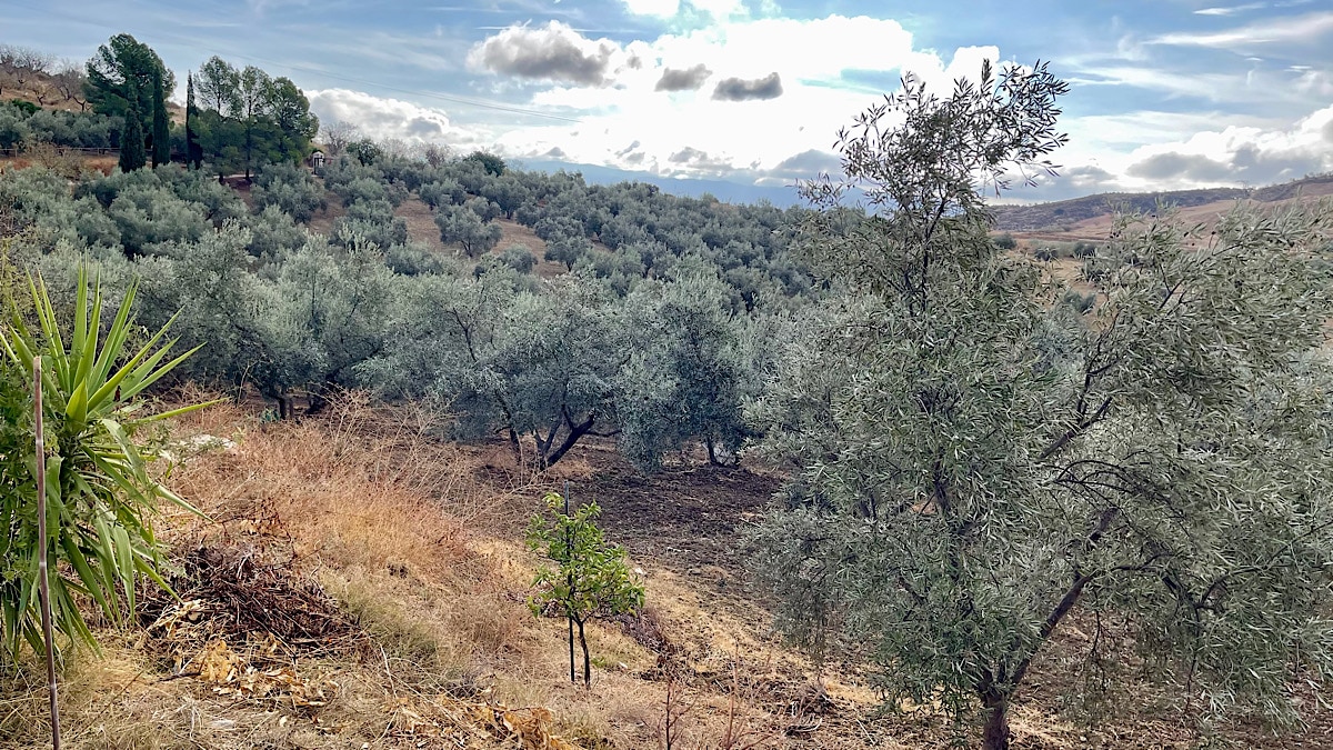 rijden-door-de-olijfgaarden