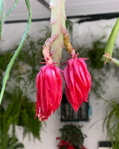 La fiesta de los patios de Córdoba bijzondere bloem