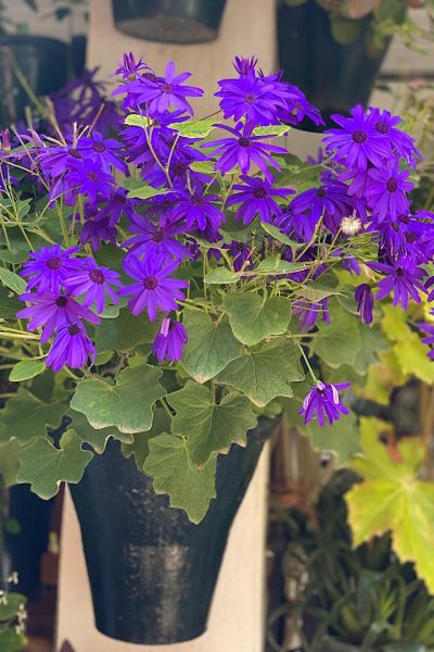 La Fiesta de los patios de Córdoba gezellige bloemen
